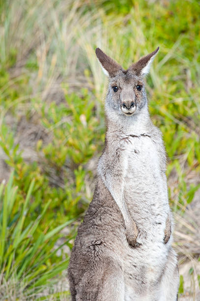 серый кенгуру с зеленый scrubby фоне. - scrubby стоковые фото и изображения