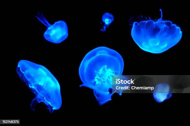 Медуза Мирно Плавательный — стоковые фотографии и другие картинки Аквариум - Аквариум, Вода, Горизонтальный