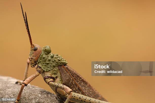 Photo libre de droit de Milkwood Locust banque d'images et plus d'images libres de droit de Animaux nuisibles - Animaux nuisibles, Criquet migrateur, Horizontal