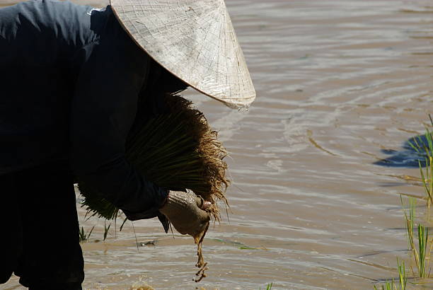 Planting rice stock photo