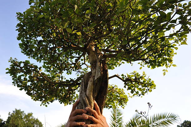 Tree in hand stock photo