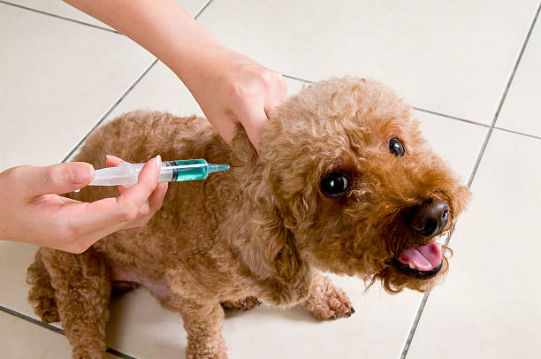 Poodle Vaccination Shot stock photo