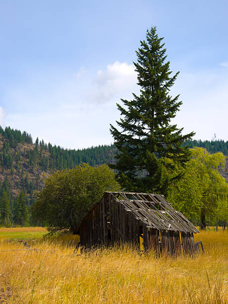 istock Old Barn in Golden field 152148940