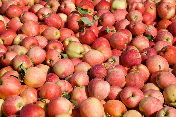 New crop of red Gala apples stock photo