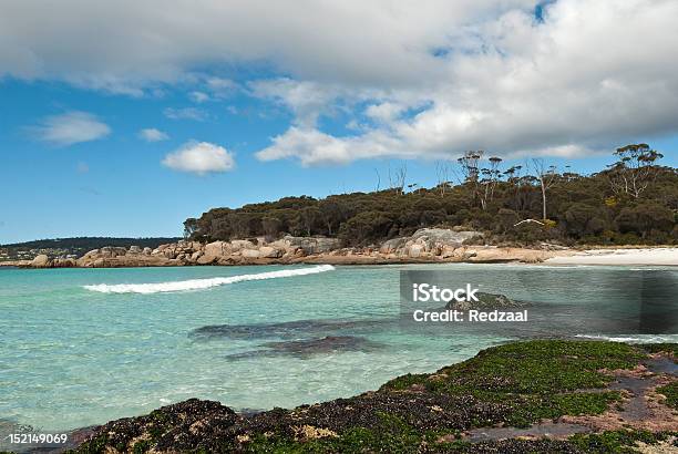 Seagull And Incoming Wave Jeanneret Beach Bay Of Fires Tasmania Stock Photo - Download Image Now