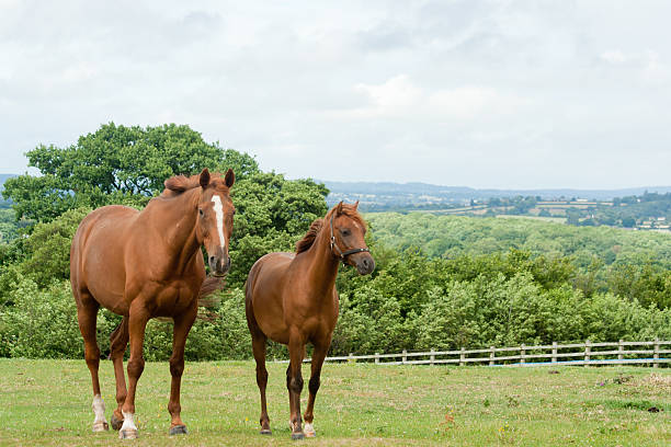 istock Little and large-two chestnut horses standing together 152149155