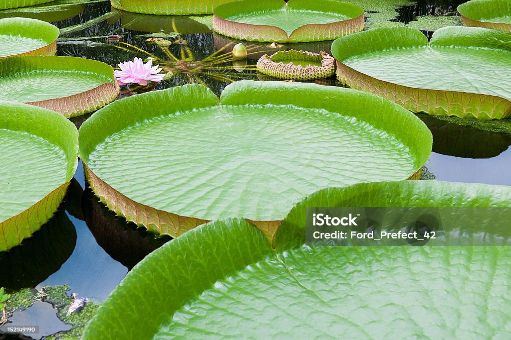 Вода лилия - Стоковые фото Без людей роялти-фри