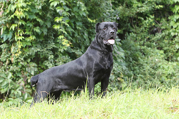 istock Italian Corsica Dog 152149191
