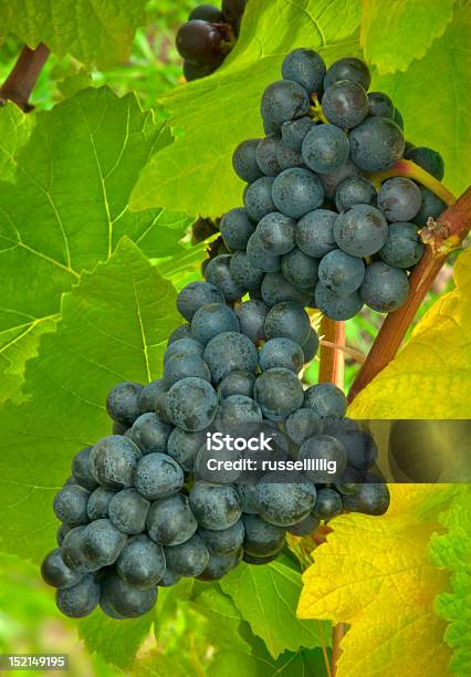 Pinot Noir Grapes Stock Photo - Download Image Now - Agriculture, Food and Drink, Grape