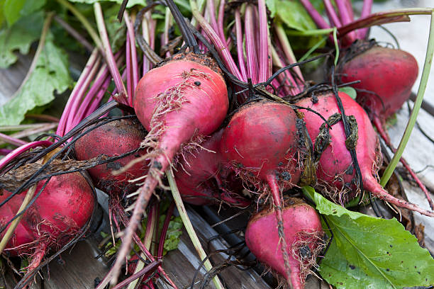 Beets frescas - foto de stock