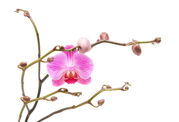 istock pink stripy phalaenopsis orchid 152149290