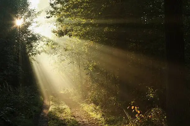 Photo of First autumn morning in a misty forest Sun breaking through