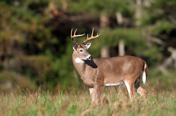 istock whitetail deer buck in a meadow 152149373