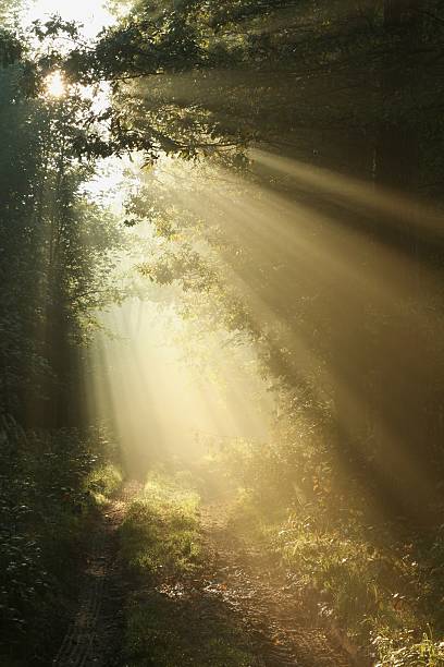 первое осеннее утро в туманный лес - illuminated vertical shadow focus on shadow стоковые фото и изображения