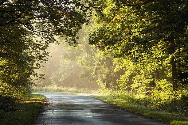 istock Lane in misty forest at dawn 152149736