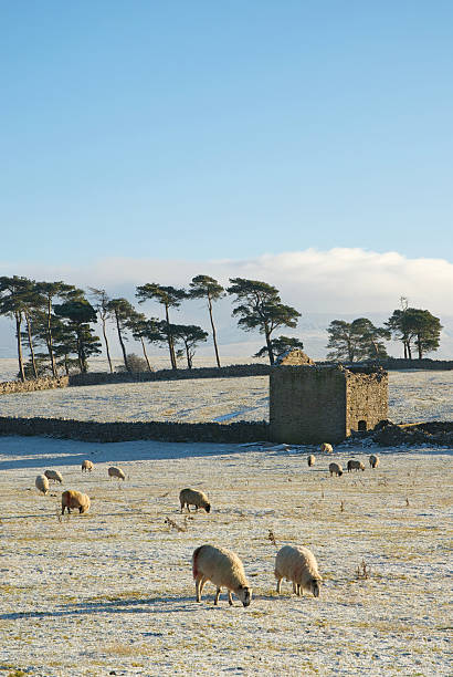 Sheep Grazing In A Frost Covered Field stock photo