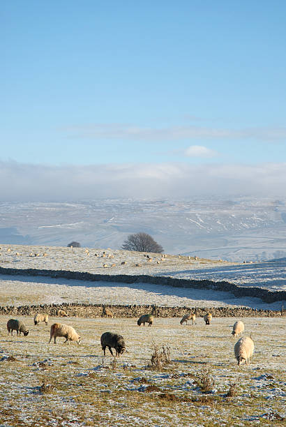 istock Sheep Grazing In A Frost Covered Field 152149764