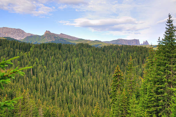 istock evergreen forest in italian Alps 152150224
