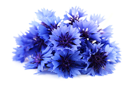 blue cornflowers on white background - flowers and plants