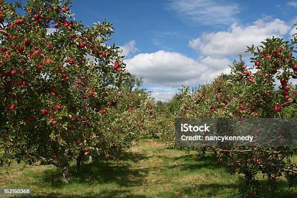 Apfel Bäume Stockfoto und mehr Bilder von Apfelgarten - Apfelgarten, Apfelbaum, Herbst