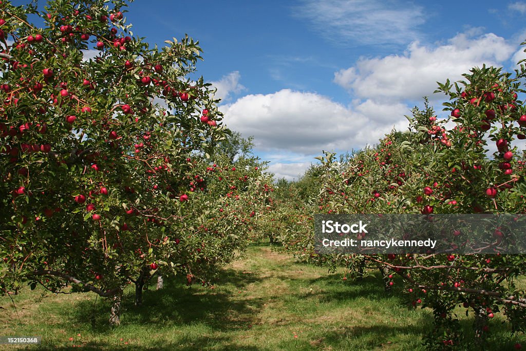 Apple trees in an apple orchard Apples trees ready to  be picked, on a beautiful day. Apple Orchard Stock Photo