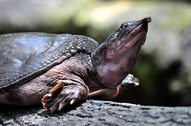 istock Turtle on a log at an aquarium 152150444