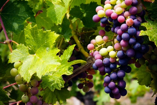 beautiful wine grape