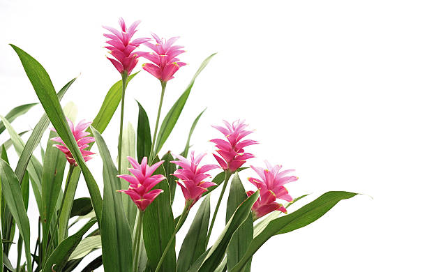 A red ginger plant with pink leaves and green stems