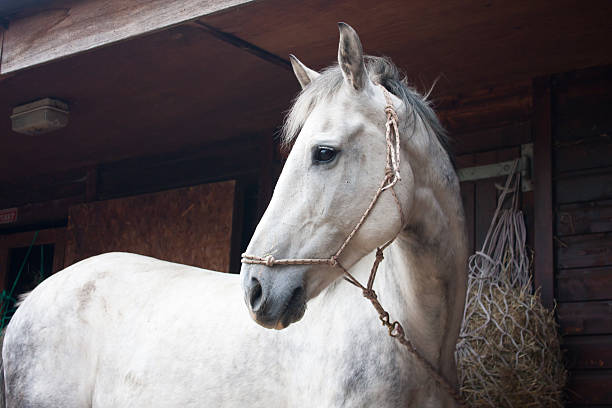 What a pretty boy-head shot of dapple grey horse Close up shot of beautiful dapple grey horse tied with rope head collar on stable yard. dapple gray horse standing silver stock pictures, royalty-free photos & images