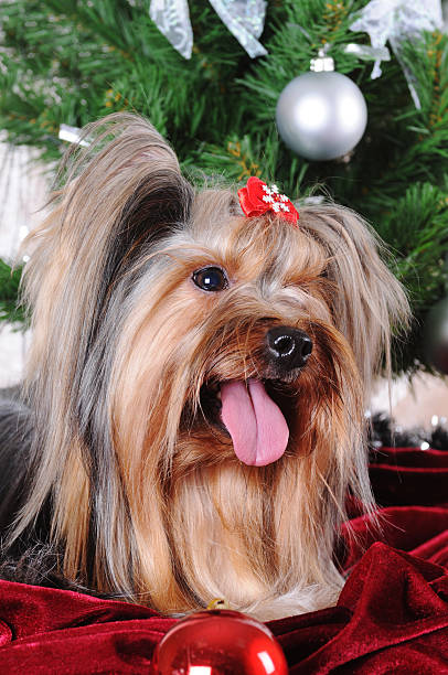요크셔테리어 앞에서 크리스마스 트리 - bow pets small velvet 뉴스 사진 이미지
