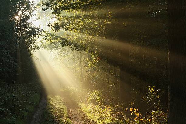 istock Path in autumn forest on a foggy morning 152151114