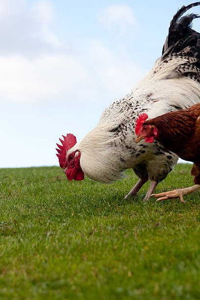 istock Cockerel and hen pecking on grass walking into shot 152151165