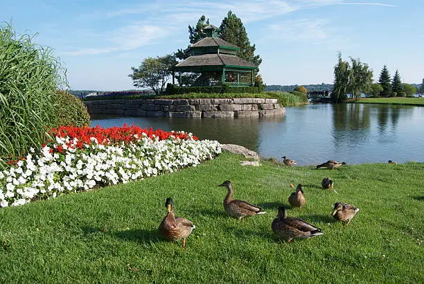 Ducks by a garden pond in Barrie, Ontario.