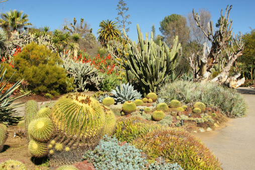 A tropical cactus garden with a wide variety of cacti species.