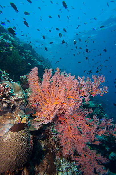 istock Bright pink sea fan on a tropical coral reef 152151618