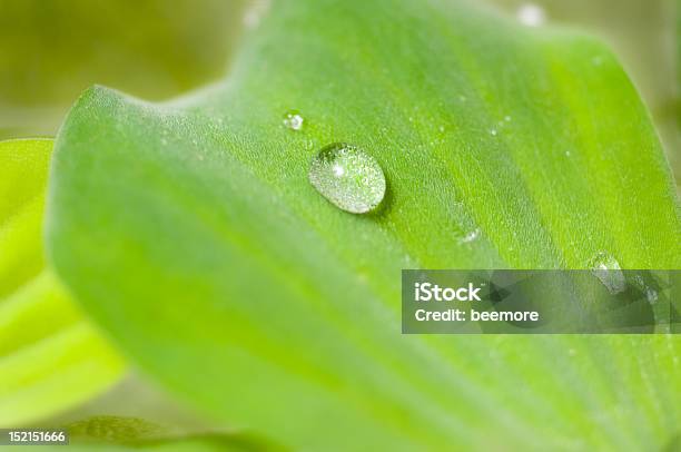 Poranna Rosa Na Water Lettuce - zdjęcia stockowe i więcej obrazów Bez ludzi - Bez ludzi, Bliskie zbliżenie, Chlorofil