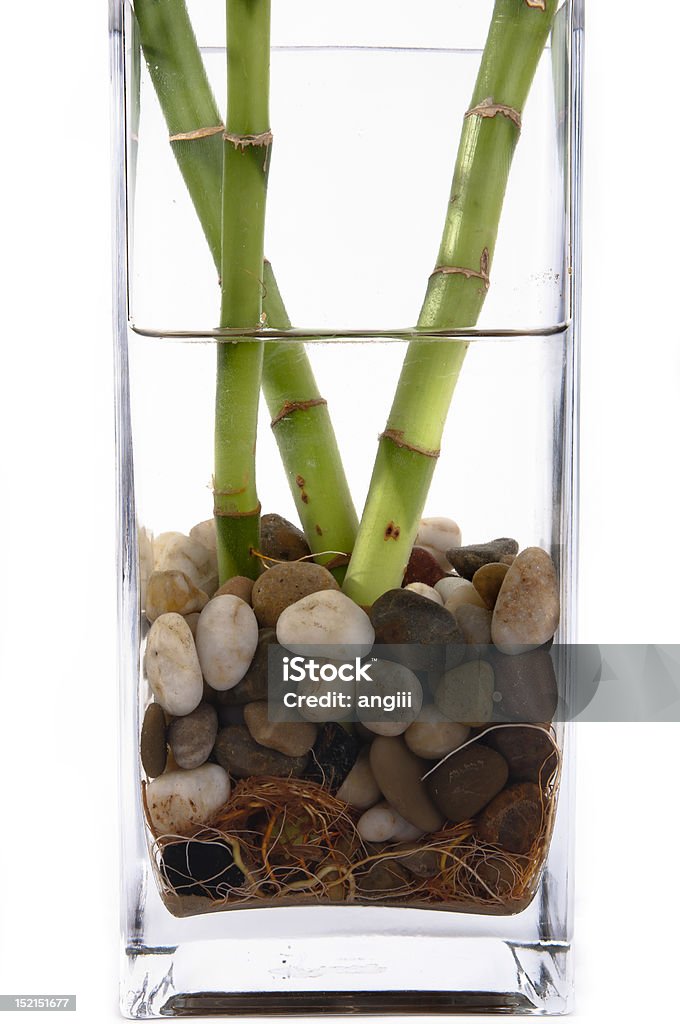 Lucky bamboo Bamboo - Plant Stock Photo