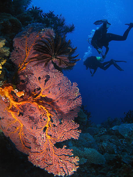 istock Pink Gorgonian (Sea Fans), in Fiji 152151742