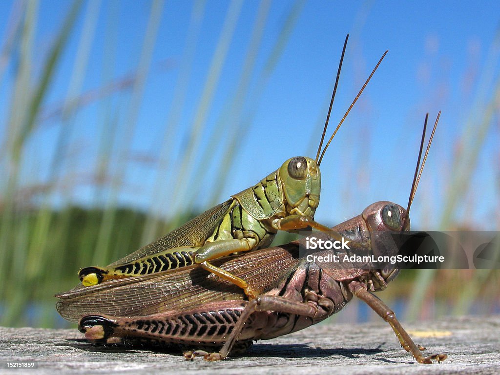 Diferencial Grasshoppers de inserción - Foto de stock de Ala de animal libre de derechos