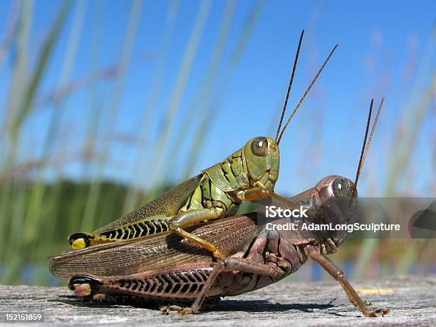 Diferencial Grasshoppers De Inserción Foto de stock y más banco de imágenes de Ala de animal - Ala de animal, Animal hembra, Animal macho