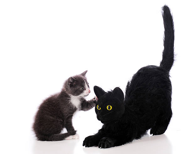 istock Are You My Mommy? 152152079