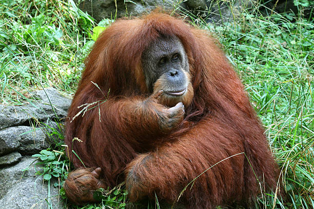 orang-outan - herm photos et images de collection