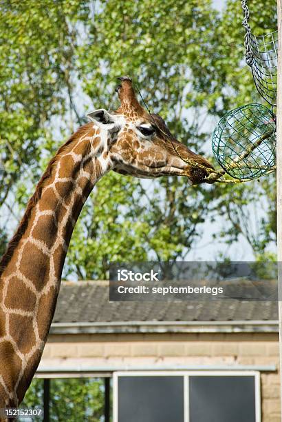 Girafa - Fotografias de stock e mais imagens de Leicestershire - Leicestershire, Alimentar, Animal