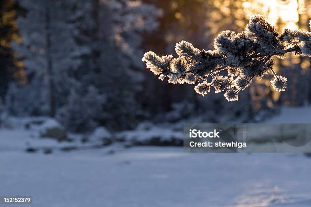 Invierno Cristales De Hielo Congelado En Pine Tree Foto de stock y más banco de imágenes de Abeto - Abeto, Abeto Picea, Aire libre