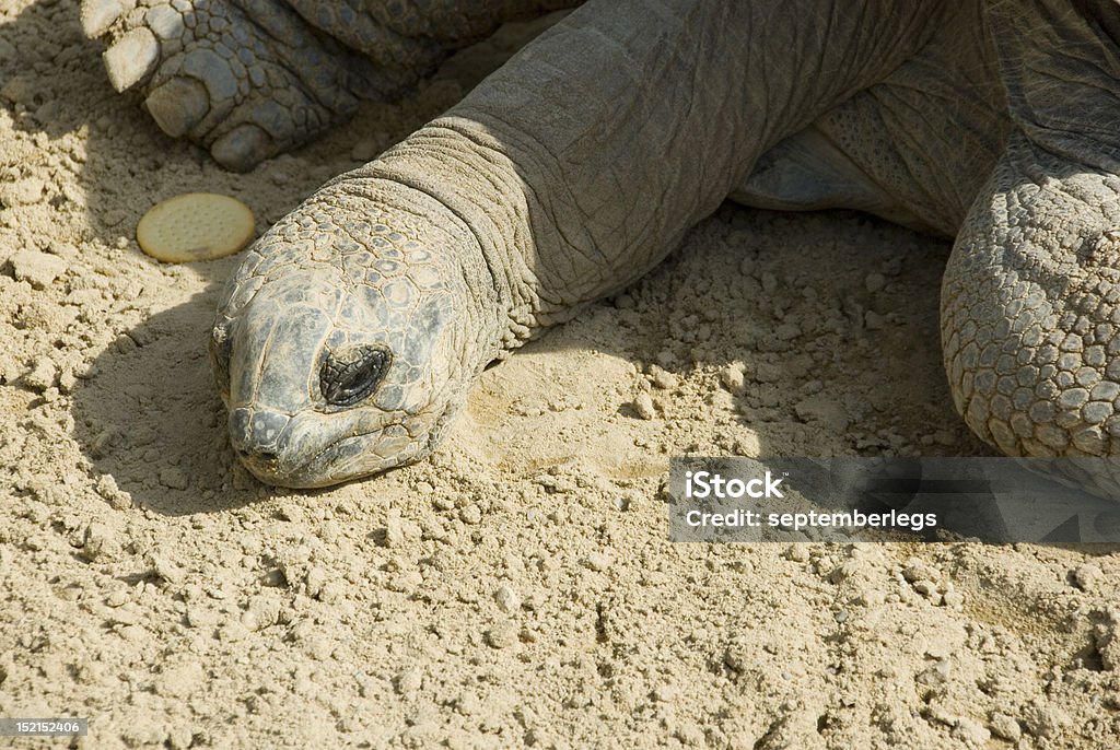Tortuga gigante - Foto de stock de Animal libre de derechos