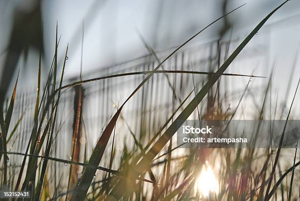 Nascer Do Sol - Fotografias de stock e mais imagens de Amanhecer - Amanhecer, Amarelo, Ao Ar Livre