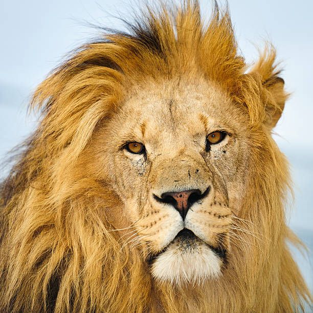 istock Male African Lion 152152434