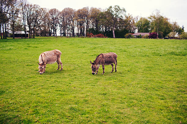 Dos burros comer hierba - foto de stock
