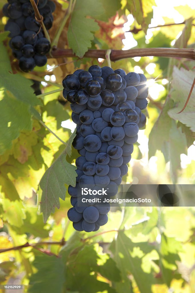 Racimo de maduras uvas en la vid montaje - Foto de stock de Agricultura libre de derechos