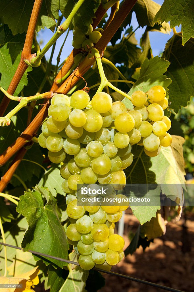 Racimo de maduras uvas en la vid montaje - Foto de stock de Agricultura libre de derechos